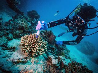 Zauber der Korallenriffe