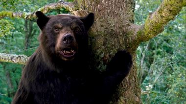 Cocaine Bear