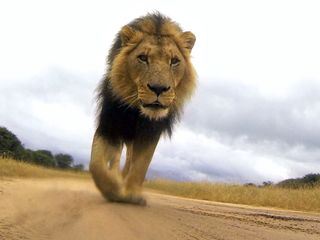 Das Waisenhaus fuer wilde Tiere