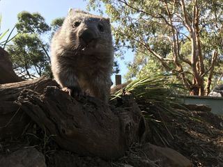 Anna und die wilden Tiere