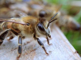 Mitbestimmung im Tierreich