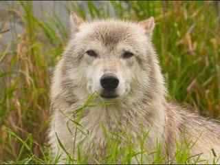 Alaskas Wildtier-Retter Alaskas Wildtier-Retter