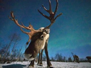 Tierische Weihnachten