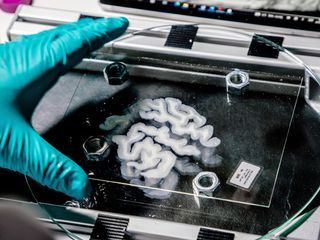 MaiBrain - Reise ins Gehirn