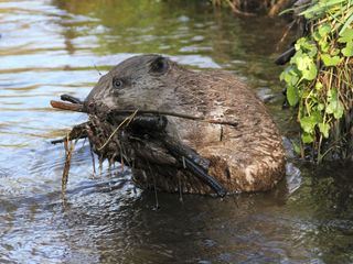 Wald der Biber und Kraniche - Die Duebener Heide