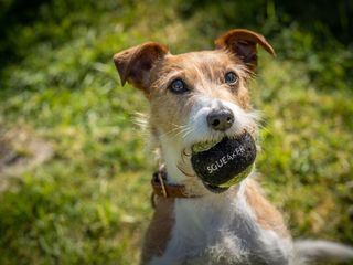 Inspector Barnaby: Von Hunden und Menschen