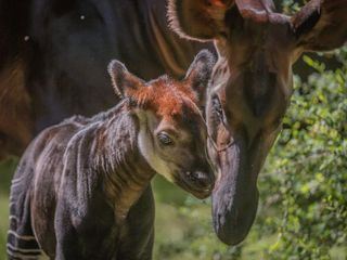 Zoo und so - Tierisch wild!