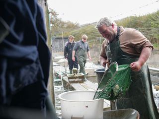 Frische Forellen, neue Ideen