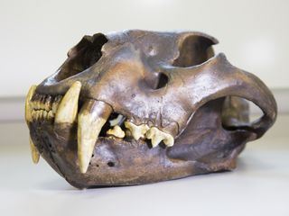 Wunder der Wissenschaft