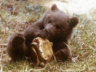 Europa: Die Wildnis kehrt zurueck