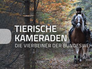 Tierische Kameraden - Die Vierbeiner der Bundeswehr