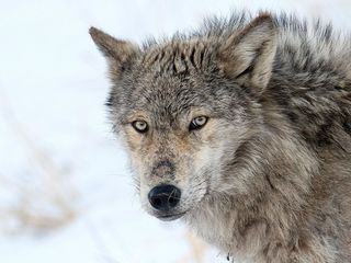 Yellowstone - Das Geheimnis der Woelfe