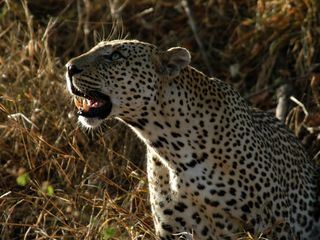 Afrikas toedlichste Jaeger