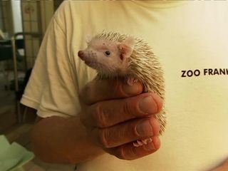 Giraffe, Erdmaennchen & Co.