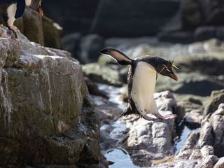 Unglaubliche Tierwanderungen