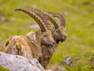 Wilde Alpen