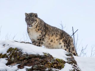 Im Tal der Schneeleoparden