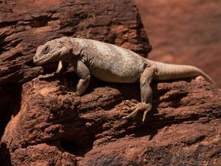 Planet der Reptilien