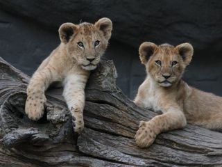 Leopard, Seebaer & Co.