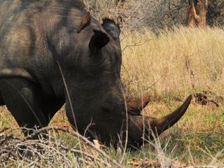 Rhinozeros - das goldene Horn