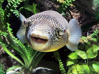 Elefant, Tiger & Co.