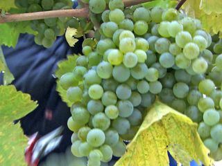 Weinviertel - Weites Land