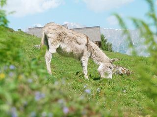 Die bunte Nutztierwelt in Vorarlberg