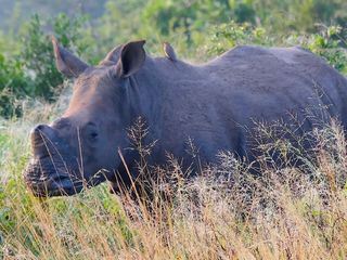 Nashoerner ohne Horn: Artenschutz in Suedafrika