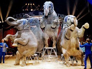 Die wunderbare Welt des Zirkus