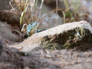 Europas verborgene Naturwunder