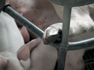 Wen duerfen wir essen?