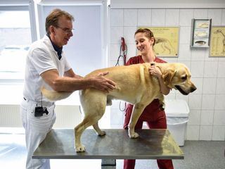 Hautnah: Die Tierklinik