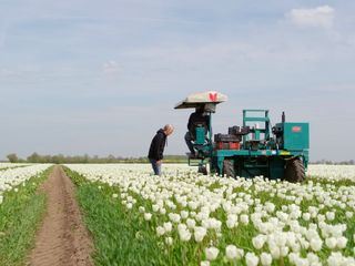 Pfingstrosen und Tulpen - Mitteldeutschlands Blumenmeer