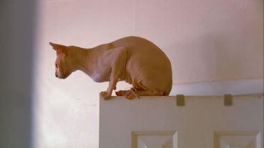 Der Katzenfluesterer