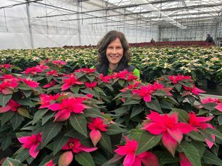 Weihnachtssterne - Adventsdekoration aus den Tropen Weihnachtssterne - Adventsdekoration aus den Tropen