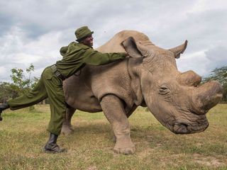 Das letzte weisse Nashorn