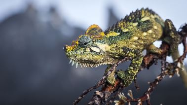 Vaerldens natur: Frozen planet