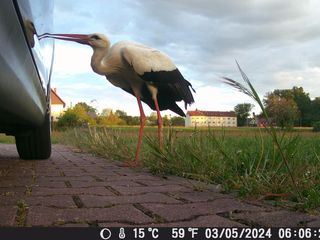 Stoerche - vom Gluecksbringer zum Stoerenfried?