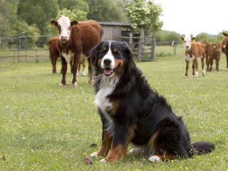 Loewenzaehnchen - Eine Schnueffelnase auf Entdeckungstour