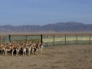 Die fliegenden Wildesel von Kasachstan