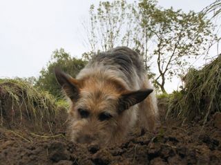 Racko - Ein Hund fuer alle Faelle