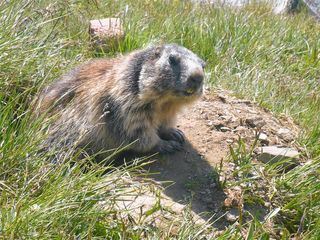 Anna und die wilden Tiere Anna und die wilden Tiere