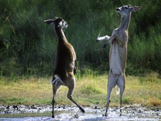 Tiere ausser Rand und Band