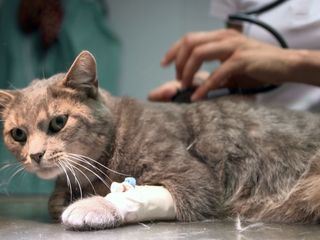 Die Tieraerzte - Retter mit Herz