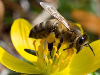 Mit Herz und Seele fuer die Bienen