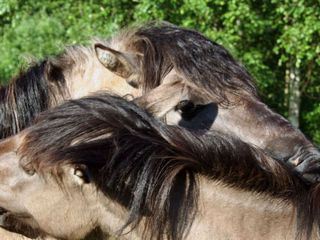 Geboren in der Urzeit - Die Pferde