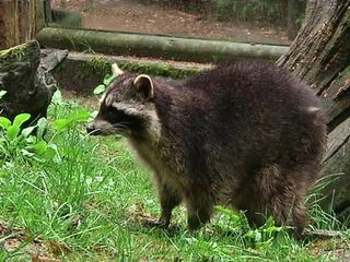 Giraffe, Erdmaennchen & Co.