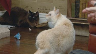 Der Katzenfluesterer Der Katzenfluesterer