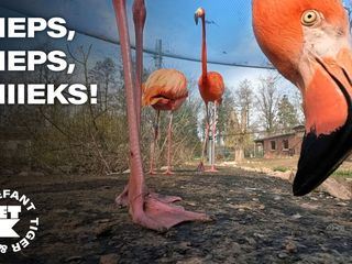 Elefant, Tiger & Kids: Zoo-Praktikum Backstage