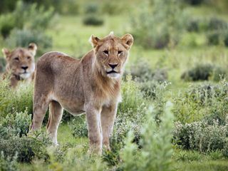Freie Bahn fuer Wildtiere